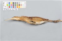 藏品(黃小鷺)的圖片